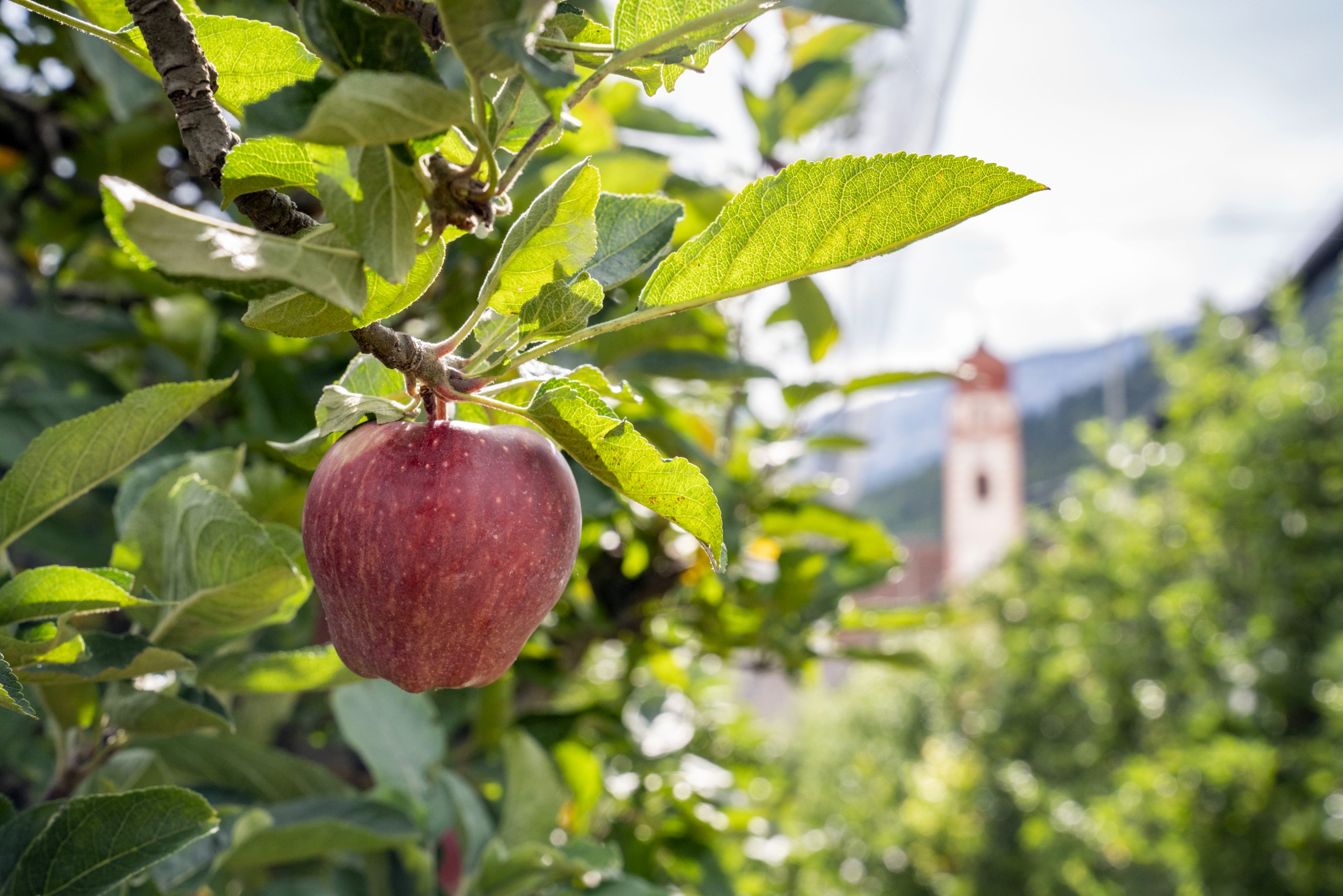 Herbst Aepfel 2019 Rene Gamper RNE00077 Web